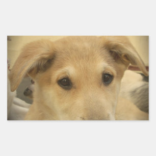 Puppy Love: Man's beste vriend Rechthoekige Sticker