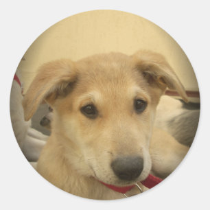 Puppy Love: Man's beste vriend Ronde Sticker