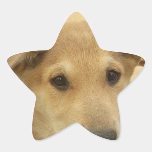 Puppy Love: Man's beste vriend Ster Sticker (Voorkant)