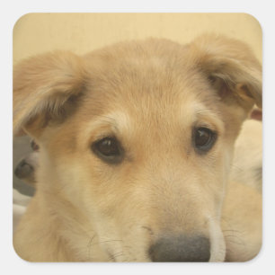 Puppy Love: Man's beste vriend Vierkante Sticker