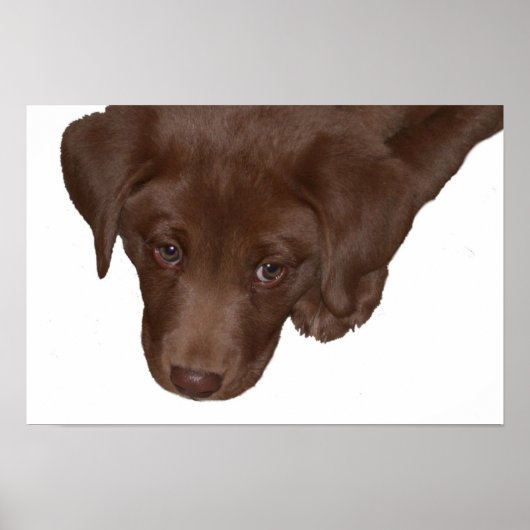 Puppy Love Poster (Voorkant)