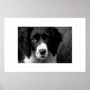 Puppy Love Poster