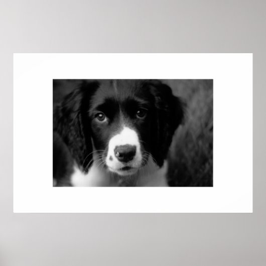 Puppy Love Poster (Voorkant)