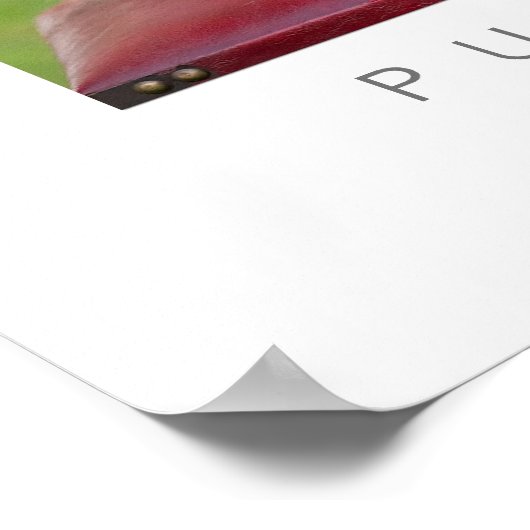 Puppy Love Poster (Hoek)