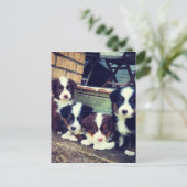 Puppy Love - Schattige Australische herders Briefkaart (Staand voorkant)
