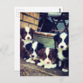 Puppy Love - Schattige Australische herders Briefkaart (Voorkant / Achterkant)