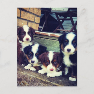 Puppy Love - Schattige Australische herders Briefkaart