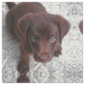 Puppy Love Stof (Close Up)