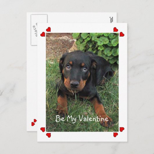 Puppy Love Valentijnsdag Briefkaart (Voorkant / Achterkant)