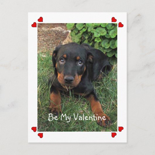 Puppy Love Valentijnsdag Briefkaart (Voorkant)