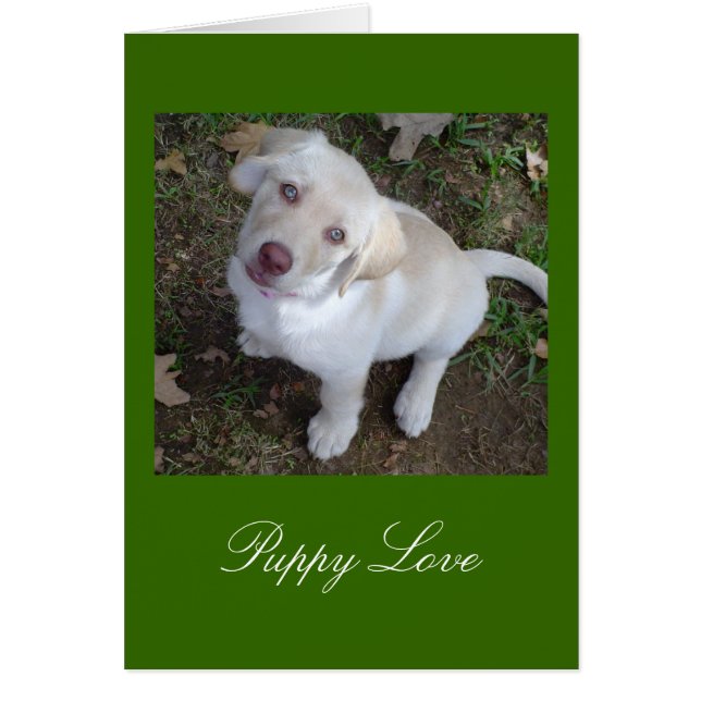 Puppy Love Yellow Labrador Retriever (Voorkant)