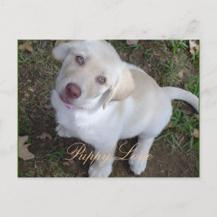 Puppy Love Yellow Labrador Retriever Briefkaart