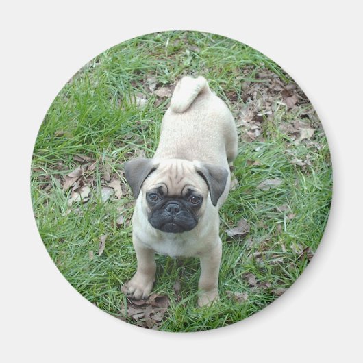 puppy magneet (Voorkant)