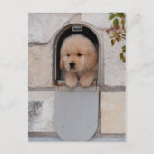 Puppy Mail Briefkaart (Voorkant)