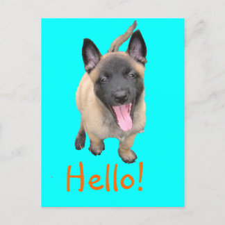 puppy malinois briefkaart