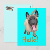 puppy malinois briefkaart (Voorkant / Achterkant)