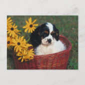 Puppy mandje briefkaart (Voorkant)