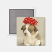 Puppy met rode boog magneet (Voorkant / Achterkant)