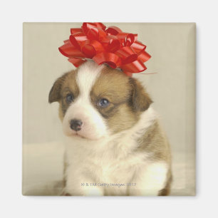 Puppy met rode boog magneet