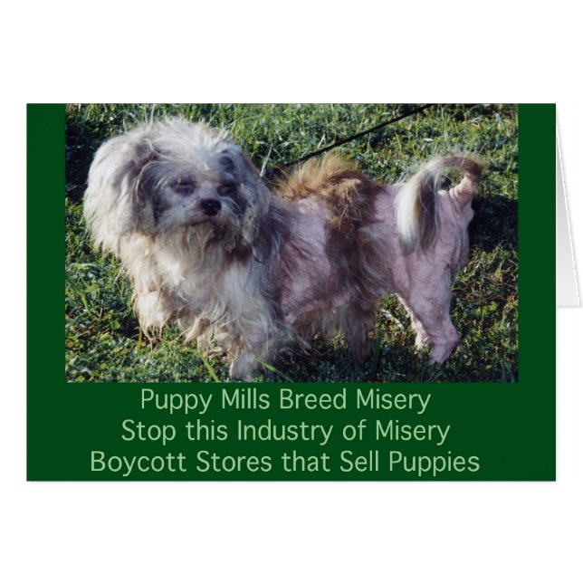 Puppy Mills Breed Misery Card (Voorkant Horizontaal)
