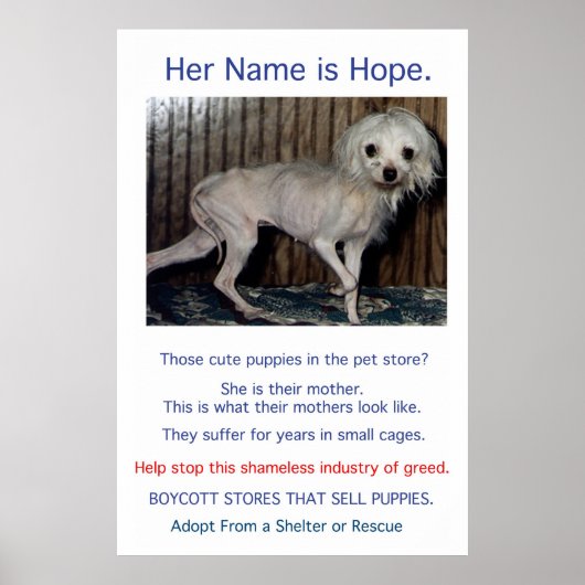 Puppy Mills Breed Misery Poster (Voorkant)