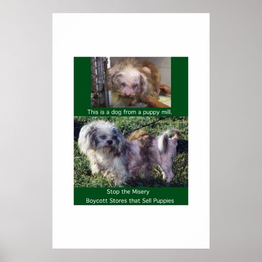Puppy Mills Breed Misery Poster (Voorkant)