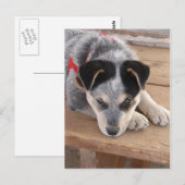 Puppy Mischief Briefkaart (Voorkant / Achterkant)