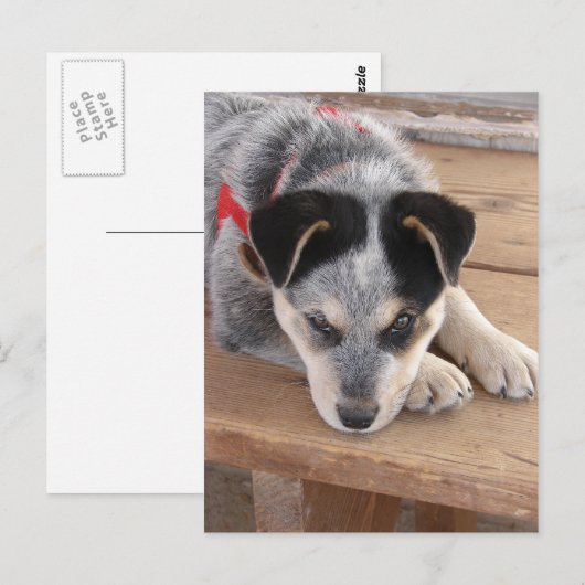 Puppy Mischief Briefkaart (Voorkant / Achterkant)