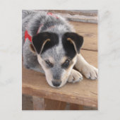 Puppy Mischief Briefkaart (Voorkant)