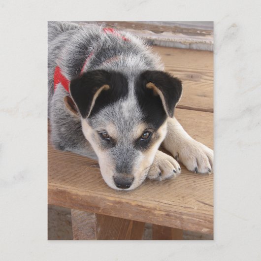 Puppy Mischief Briefkaart (Voorkant)