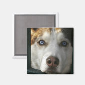 Puppy Ogen Magneet (Voorkant / Achterkant)