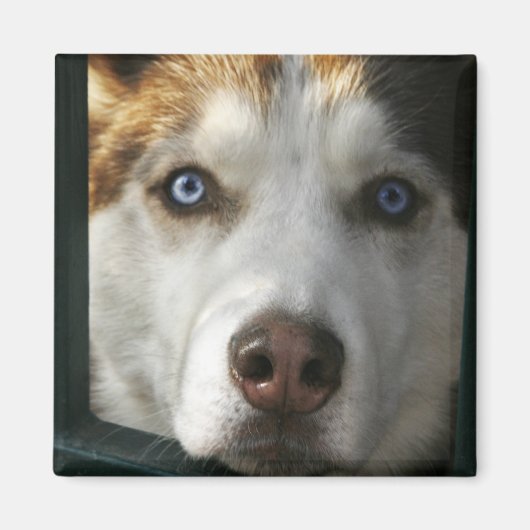 Puppy Ogen Magneet (Voorkant)