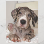 Puppy om te verkopen flyer (Achterkant)