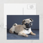 Puppy op Laag Lounging Briefkaart (Voorkant / Achterkant)