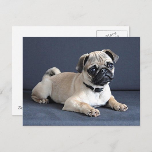 Puppy op Laag Lounging Briefkaart (Voorkant / Achterkant)