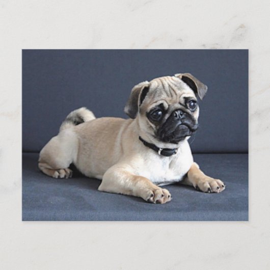 Puppy op Laag Lounging Briefkaart (Voorkant)
