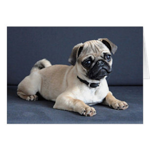 Puppy op legende bank