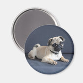 Puppy op legende bank magneet (Voorkant / Achterkant)