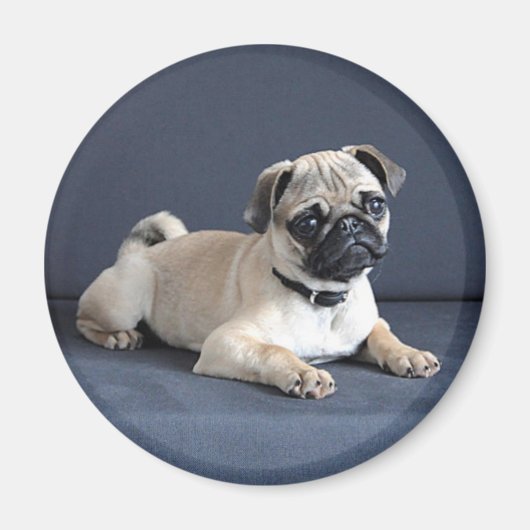 Puppy op legende bank magneet (Voorkant)