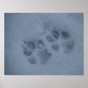 Puppy Paw-afdrukken in sneeuw Poster