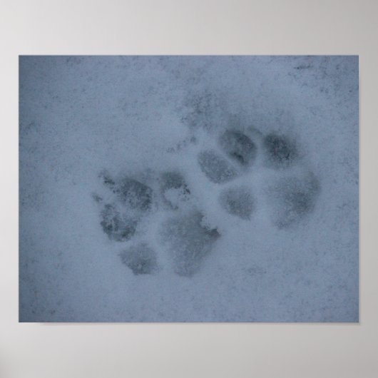 Puppy Paw-afdrukken in sneeuw Poster (Voorkant)