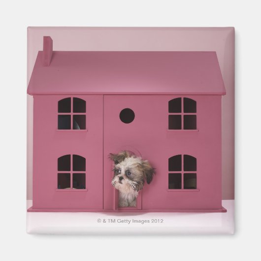 Puppy peering uit het huis van de pop magneet (Voorkant)