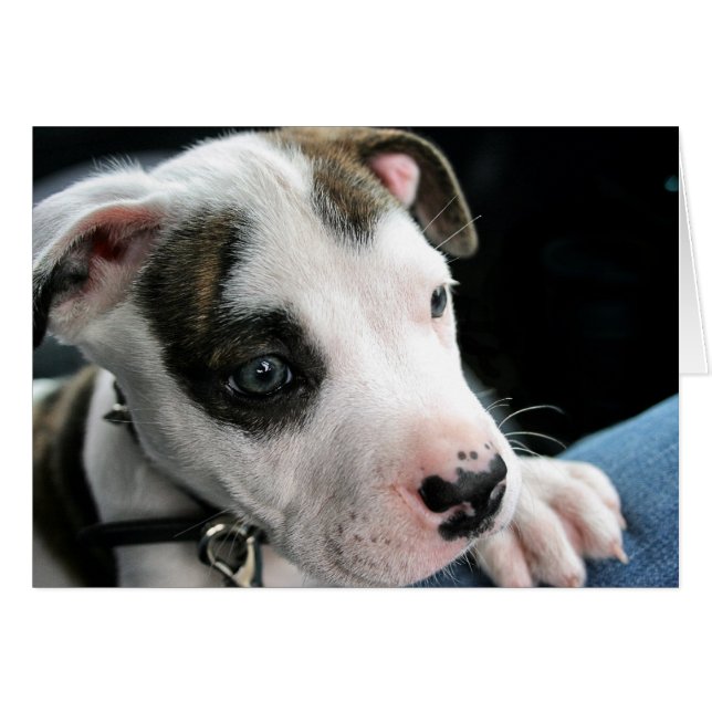 Puppy Pit Bull T-Bone (Voorkant Horizontaal)