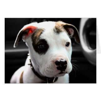 Puppy Pit Bull T-Bone