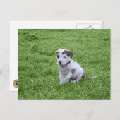Puppy Pit Bull T-Bone Briefkaart (Voorkant / Achterkant)