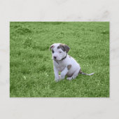 Puppy Pit Bull T-Bone Briefkaart (Voorkant)