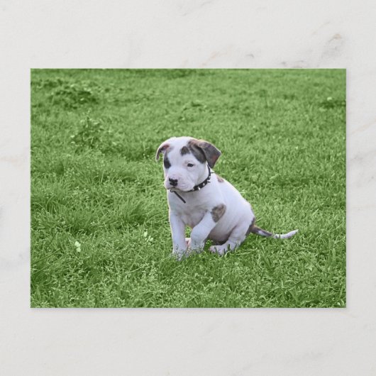 Puppy Pit Bull T-Bone Briefkaart (Voorkant)