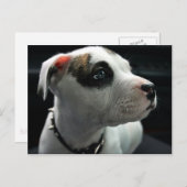 Puppy Pit Bull T-Bone Briefkaart (Voorkant / Achterkant)