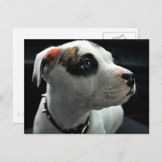 Puppy Pit Bull T-Bone Briefkaart (Voorkant / Achterkant)