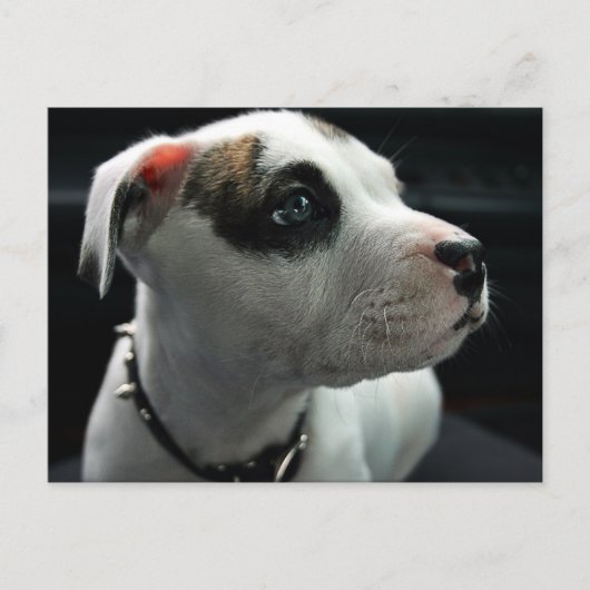 Puppy Pit Bull T-Bone Briefkaart (Voorkant)